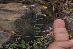 Crotalaria montana